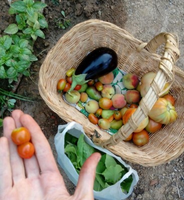 Raccolto / 20180716_061936-1.jpg 20180716_061936-1.jpg