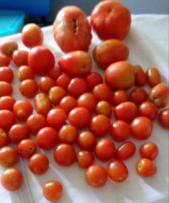 20180719_140420-1.jpg (76.25 KiB) Osservato 382 volte 20180719_140420-1.jpg