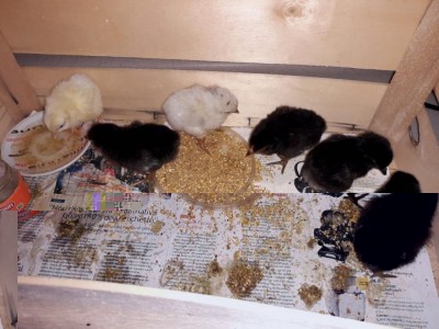 IMG-20180720-WA0000.jpg (105.75 KiB) Osservato 462 volte IMG-20180720-WA0000.jpg