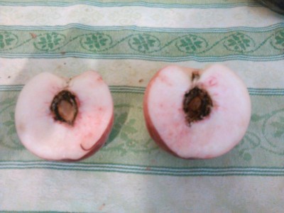 Pesche.jpg Pesche.jpg