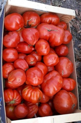 IMG-20180724-WA0004-1-1.jpg (85.33 KiB) Osservato 344 volte IMG-20180724-WA0004-1-1.jpg