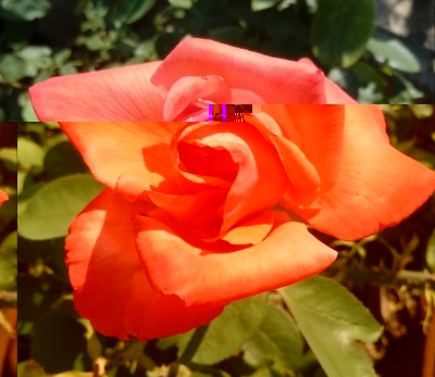 20180730_111651-1.jpg (78.46 KiB) Osservato 416 volte 20180730_111651-1.jpg