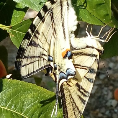 IMG_20180730_145743_211.jpg (154.68 KiB) Osservato 416 volte IMG_20180730_145743_211.jpg