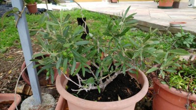 Olivo bonsai.jpg (118.07 KiB) Osservato 360 volte Olivo bonsai.jpg
