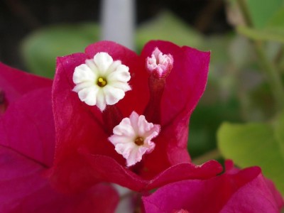 Bouganville 1.JPG (48.34 KiB) Osservato 359 volte Bouganville 1.JPG