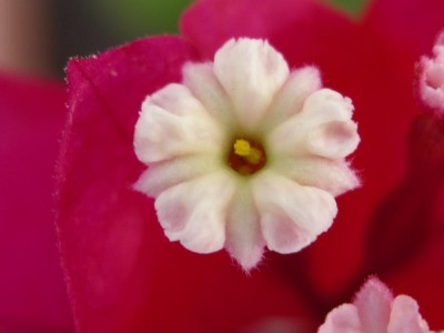 Bouganville 2.JPG (38.67 KiB) Osservato 359 volte Bouganville 2.JPG