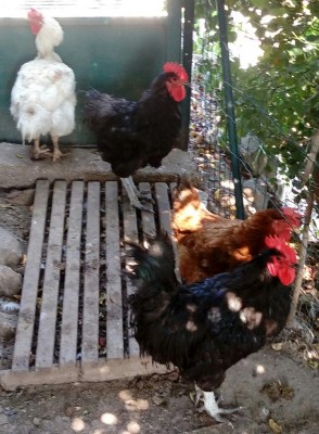 Galli e galline / 20180807_154018_Burst01-1.jpg 20180807_154018_Burst01-1.jpg