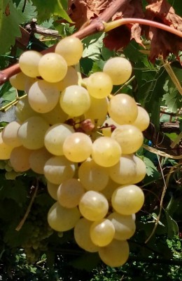 Uva bianca / 20180807_153846-1.jpg 20180807_153846-1.jpg
