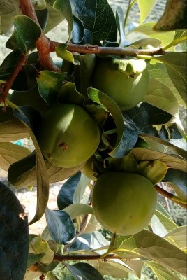 Cachi / 20180807_153647-1.jpg 20180807_153647-1.jpg