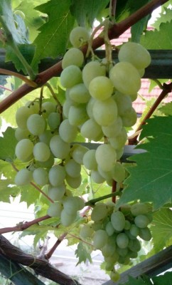 20180808_063139-1.jpg (78.7 KiB) Osservato 320 volte 20180808_063139-1.jpg