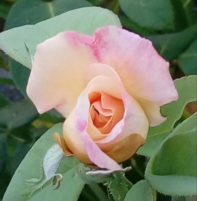 20180808_063817-1.jpg (73.46 KiB) Osservato 342 volte 20180808_063817-1.jpg