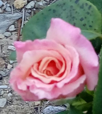 20180808_063834-1.jpg (83.71 KiB) Osservato 342 volte 20180808_063834-1.jpg