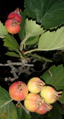 Azzeruoli / 20180809_061338-1.jpg 20180809_061338-1.jpg