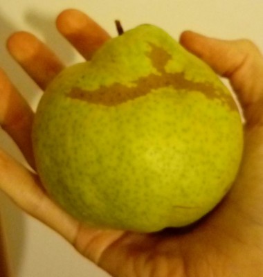 Pera / 20180809_072328-1.jpg 20180809_072328-1.jpg