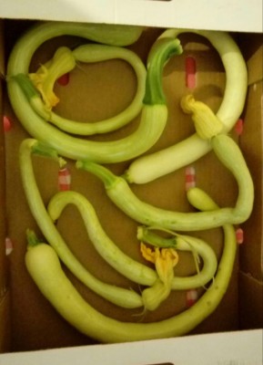 20180811_112442-1.jpg (61.36 KiB) Osservato 321 volte 20180811_112442-1.jpg