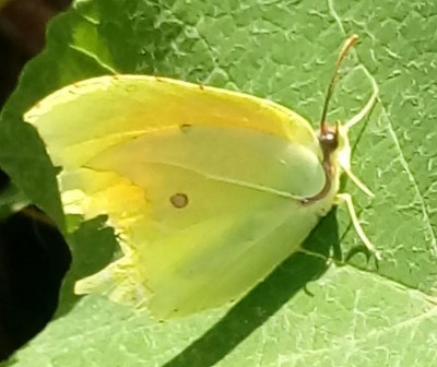 20180811_113157-1.jpg (71.84 KiB) Osservato 320 volte 20180811_113157-1.jpg