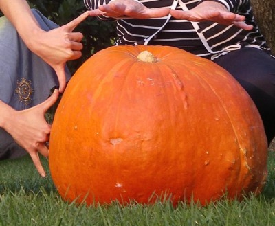 Zucca arancione enorme_conmani.JPG (108.47 KiB) Osservato 307 volte Zucca arancione enorme_conmani.JPG