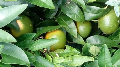 Pompelmo / 20180902_093631.jpg 20180902_093631.jpg
