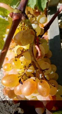 20180907_101348-1.jpg (74.12 KiB) Osservato 412 volte 20180907_101348-1.jpg