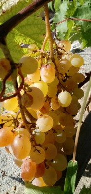 20180907_101357-1.jpg (72.38 KiB) Osservato 412 volte 20180907_101357-1.jpg