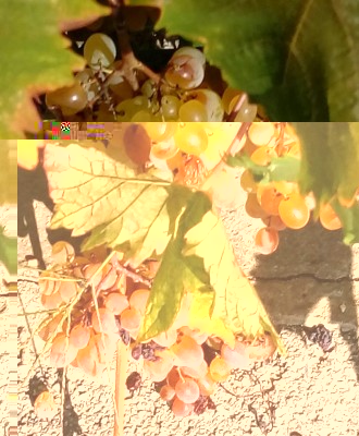 20180907_101415-1.jpg (120.04 KiB) Osservato 412 volte 20180907_101415-1.jpg