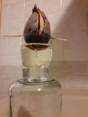 IMG-20180912-WA0000.jpg (43.27 KiB) Osservato 318 volte IMG-20180912-WA0000.jpg