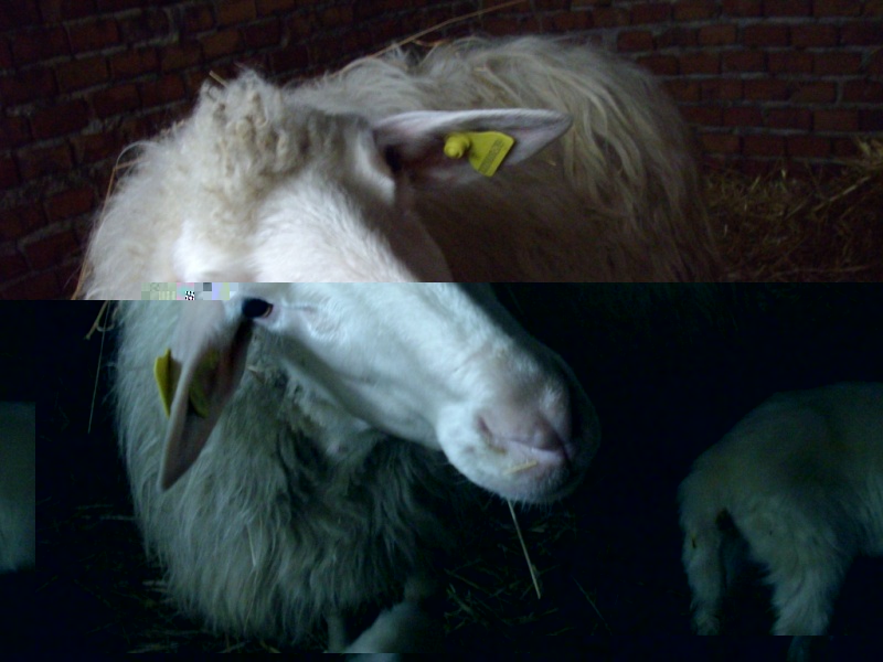 la madre.jpg la madre.jpg