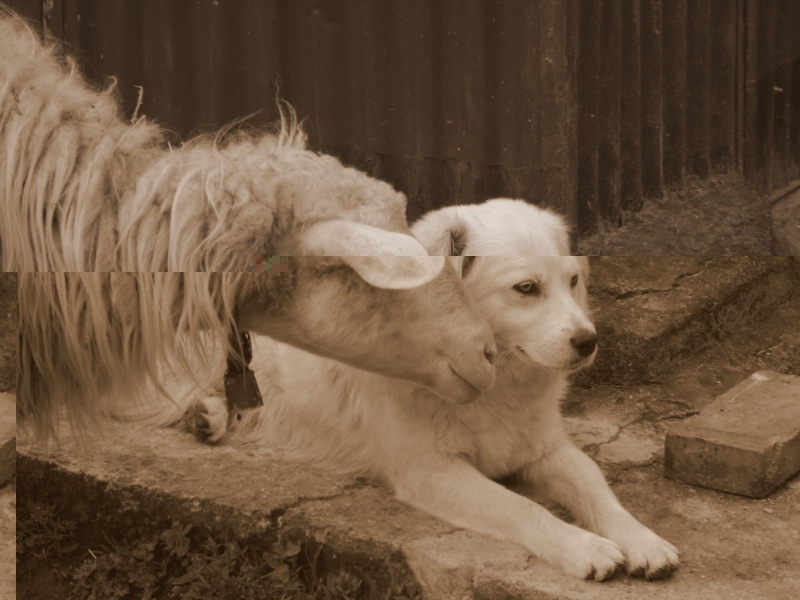 intima.JPG intima.JPG