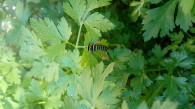 20181117_100101.jpg (68.44 KiB) Osservato 435 volte 20181117_100101.jpg