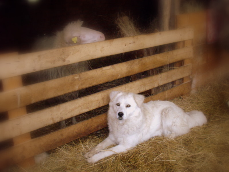 stalla.jpg stalla.jpg