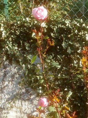 IMG_20190313_081826.jpg (202.5 KiB) Osservato 405 volte IMG_20190313_081826.jpg