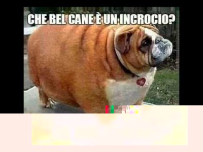 Cane.jpg (17.21 KiB) Osservato 640 volte Cane.jpg