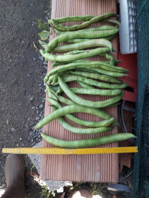 20200419_102857 (1).jpg (162.4 KiB) Osservato 275 volte 20200419_102857 (1).jpg