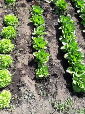 20200419_102108 (2).jpg (268.5 KiB) Osservato 275 volte 20200419_102108 (2).jpg