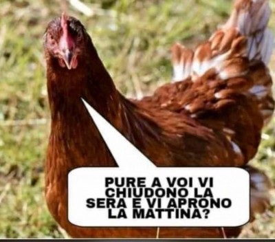gallina.jpg (85.45 KiB) Osservato 513 volte gallina.jpg