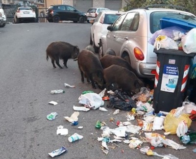 134808927-484af448-3289-4a06-9a45-80dd3f9e2b6b.jpg (94.15 KiB) Osservato 618 volte 134808927-484af448-3289-4a06-9a45-80dd3f9e2b6b.jpg