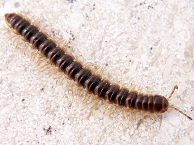 Oxidus gracilis.jpg (121.85 KiB) Osservato 3116 volte Oxidus gracilis.jpg