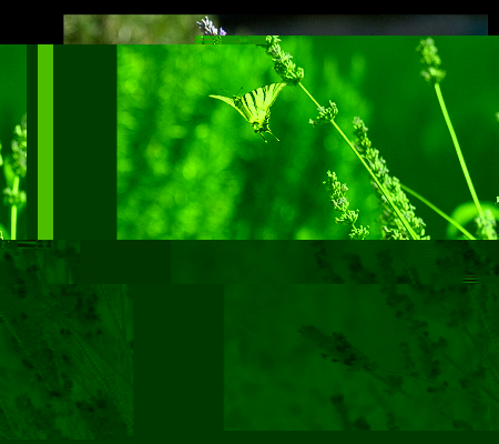 _farfalle2.JPG _farfalle2.JPG