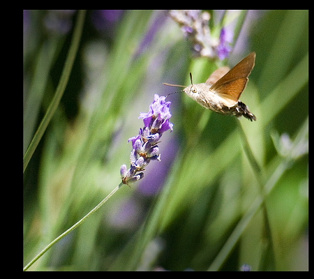 _farfalle1.JPG _farfalle1.JPG