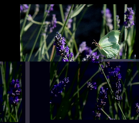 _farfalle7.JPG _farfalle7.JPG