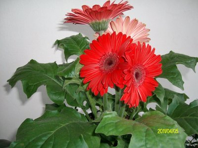 Gerbera.JPG (159.49 KiB) Osservato 1156 volte Gerbera.JPG