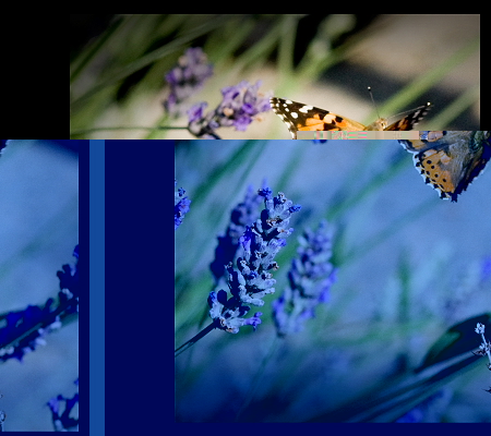 _farfalle20.JPG _farfalle20.JPG