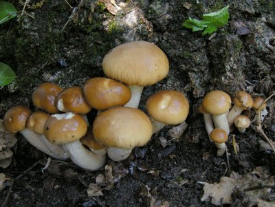 pioppini.JPG (140.47 KiB) Osservato 1064 volte pioppini.JPG