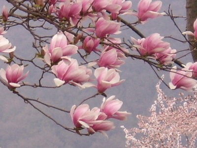 Buon Compleanno. / DSCI0336.JPG DSCI0336.JPG