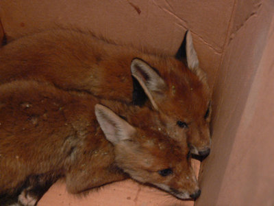 le volpi piccole quando le ho recuperate.. / _00000q.jpg _00000q.jpg