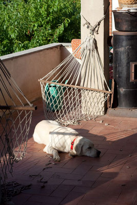 questo invece e' il mi cane vitello un giorno che ha deciso che l'amaca gli faceva ombra. / _00000.jpg _00000.jpg
