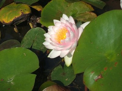 Nell hortus conclusus di Ninfa... / Ninfea.JPG Ninfea.JPG