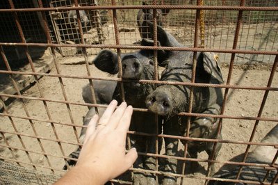 DSC08861.JPG (275.25 KiB) Osservato 617 volte DSC08861.JPG