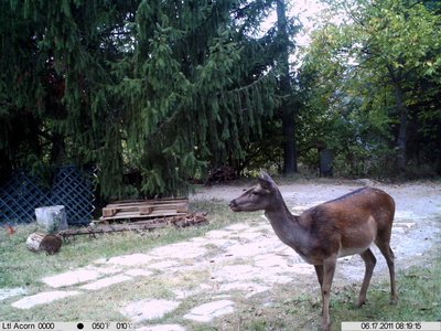 daino1 - Copia.JPG (147.44 KiB) Osservato 542 volte daino1 - Copia.JPG