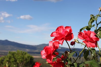 rose.JPG (136.85 KiB) Osservato 669 volte rose.JPG